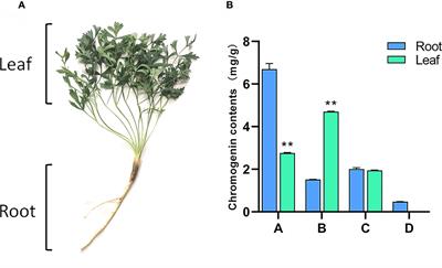 Transcriptomics explores the potential of flavonoid in non-medicinal parts of Saposhnikovia divaricata (Turcz.) Schischk
